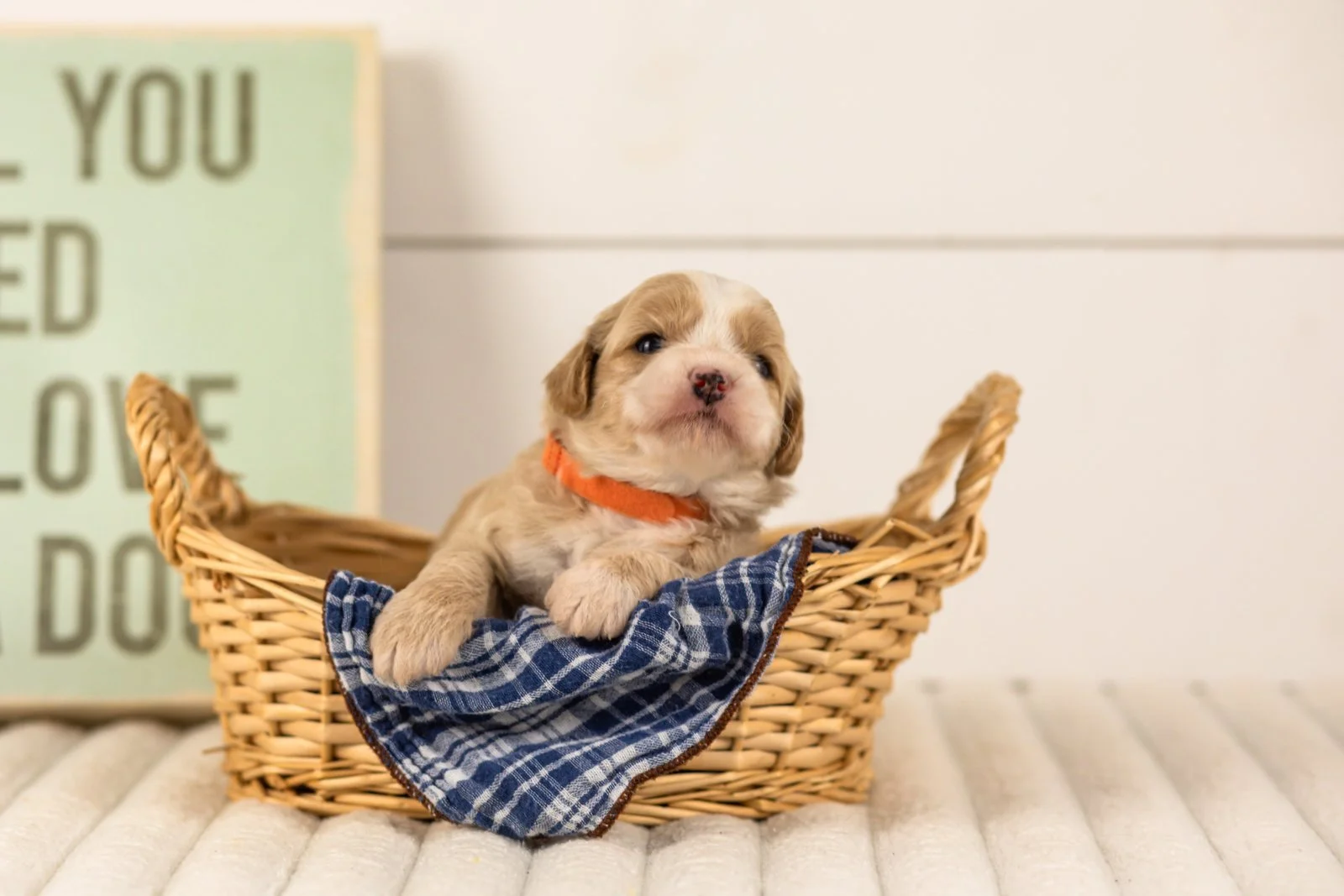 Indigo goldendoodle for sale(4).jpg