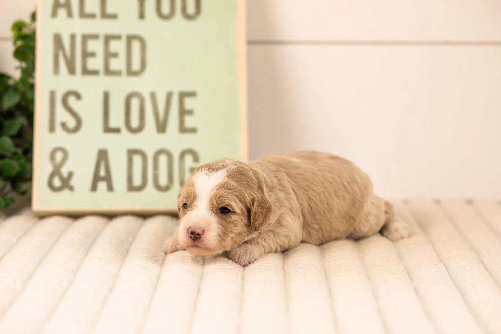 Robin goldendoodle for sale.jpg