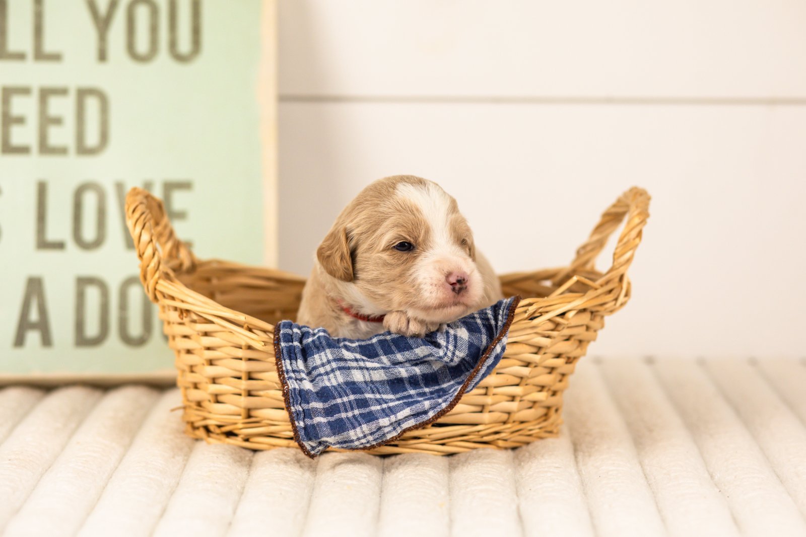 Robin goldendoodle for sale(4).jpg
