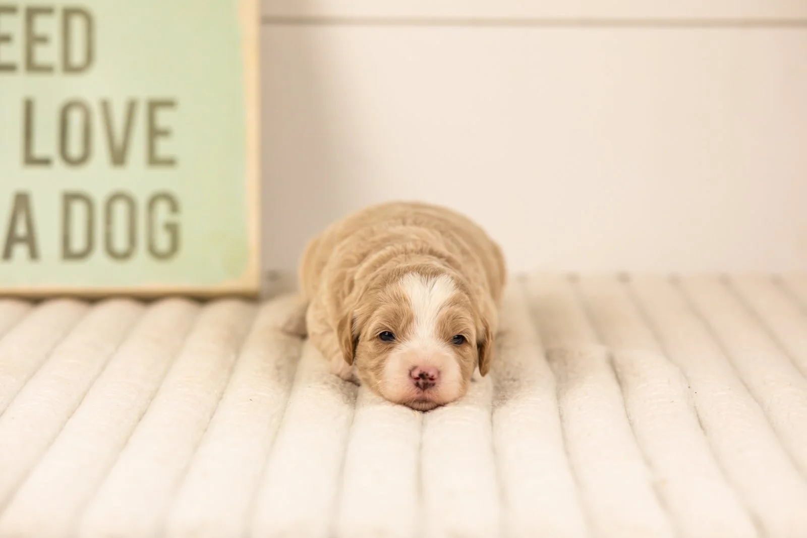 Robin goldendoodle for sale(2).jpg