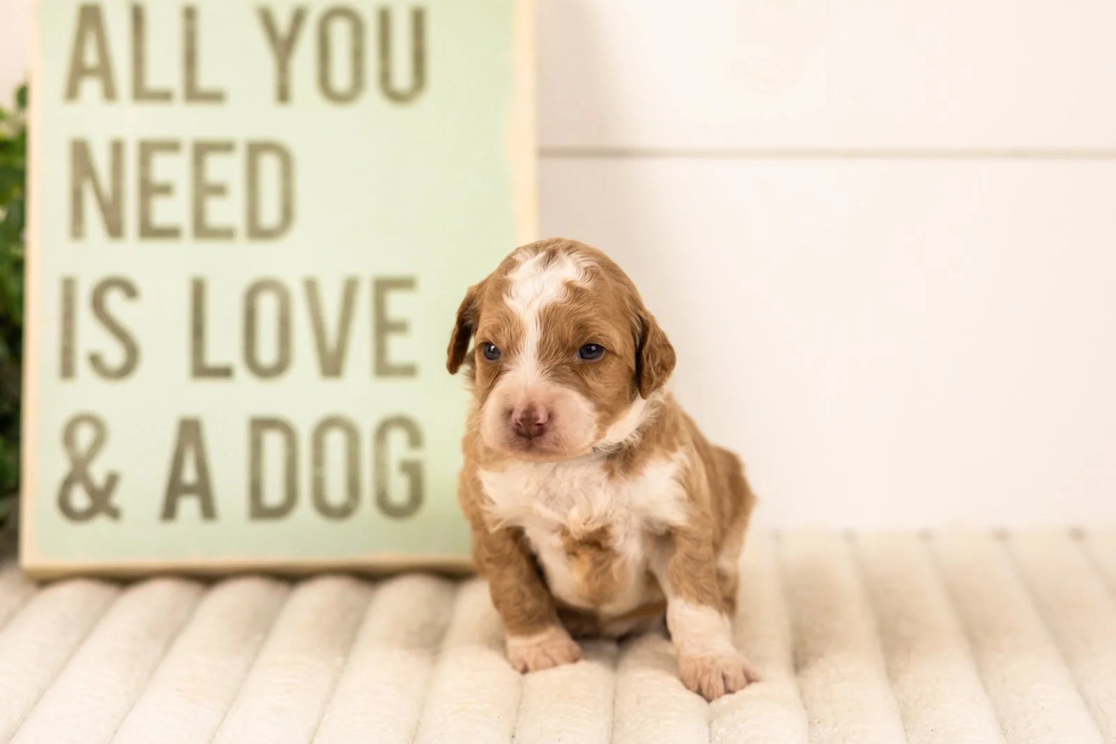 Wren goldendoodle for sale(1).jpg