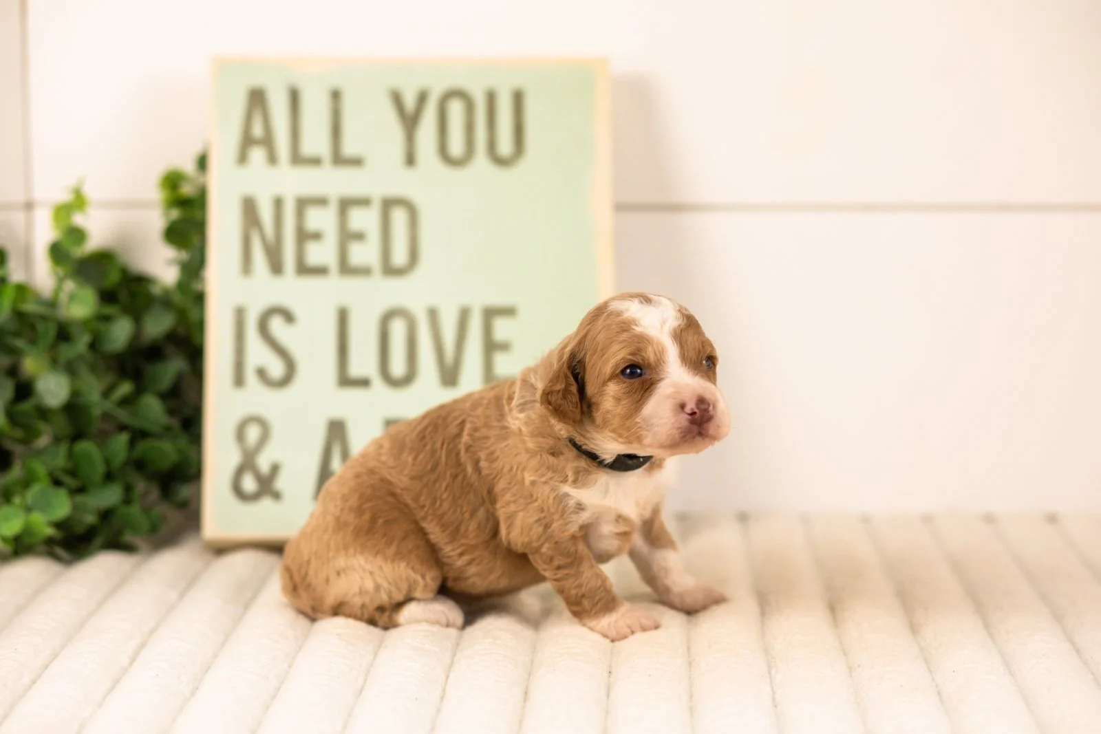Wren goldendoodle for sale(2).jpg