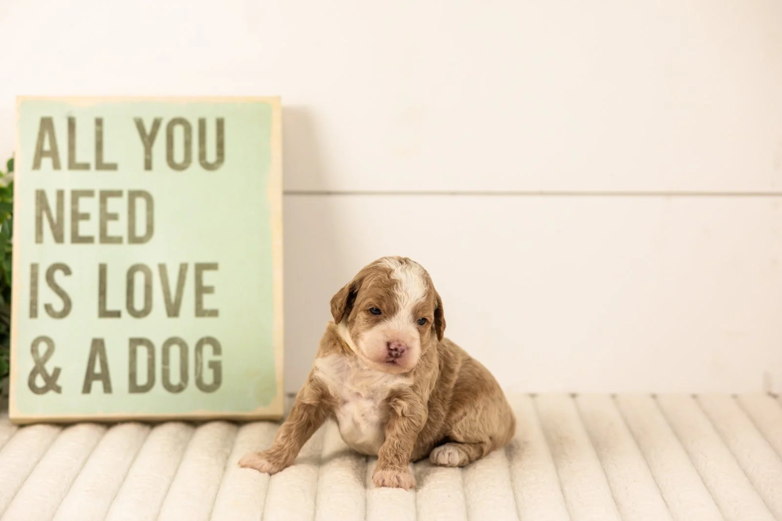 Carinal goldendoodle for sale.jpg