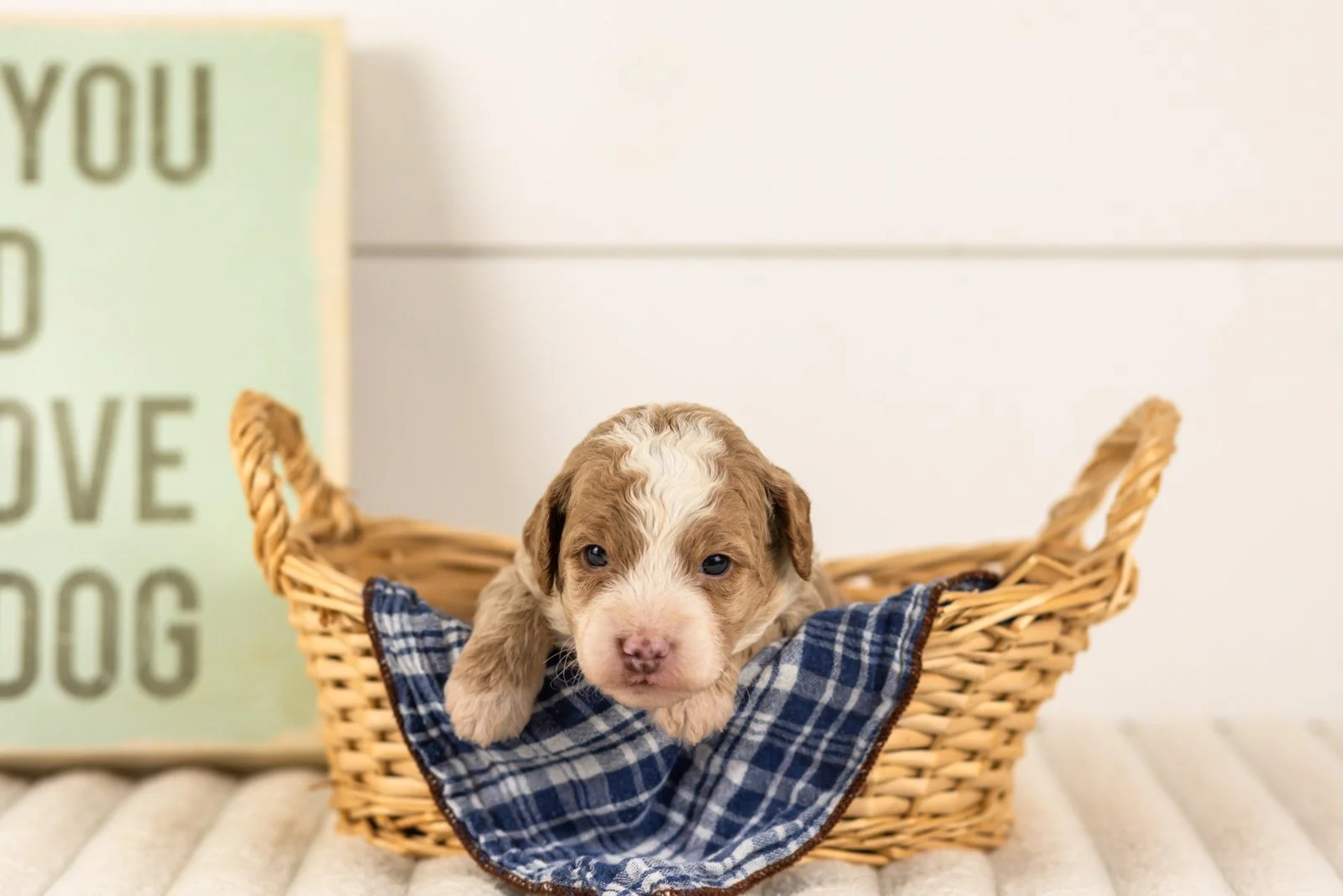 Carinal goldendoodle for sale(3).jpg