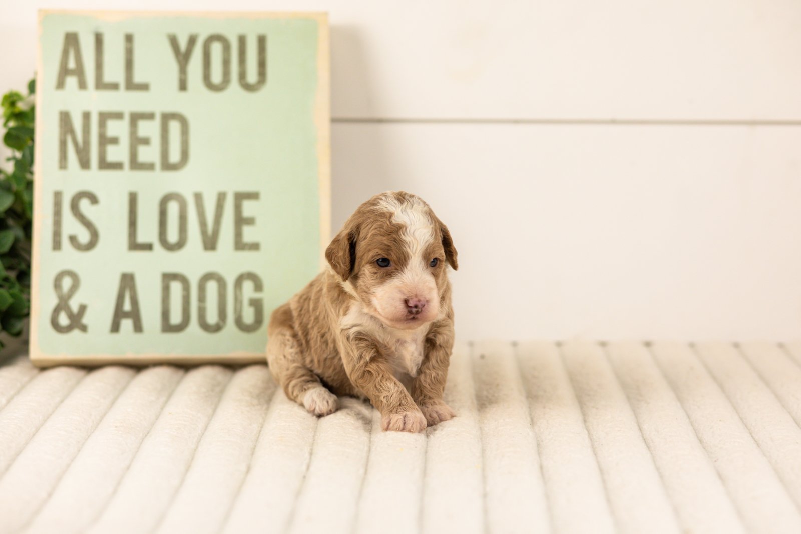 Carinal goldendoodle for sale(2).jpg