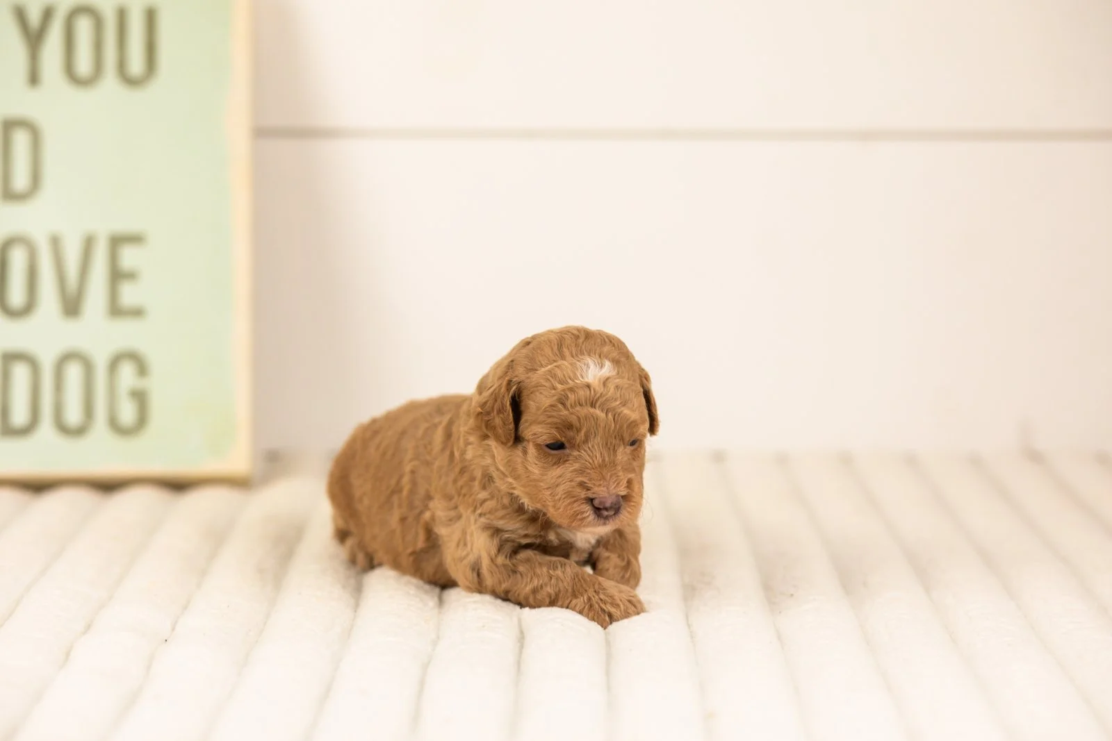 Oriole goldendoodle for sale.jpg