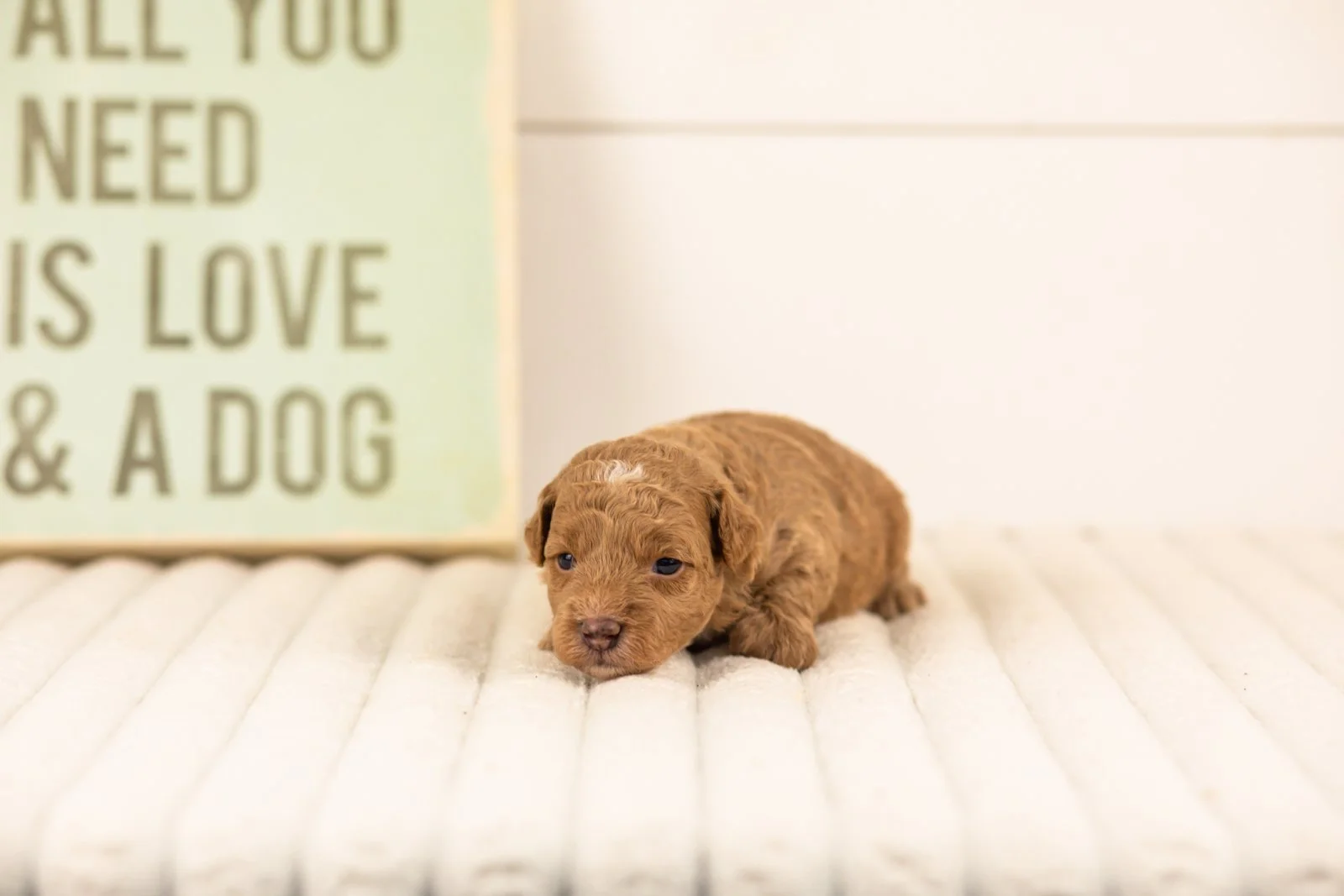 Oriole goldendoodle for sale(1).jpg