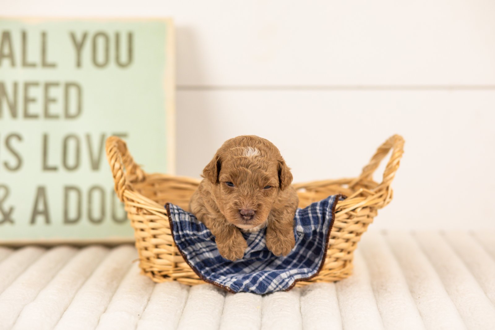 Oriole goldendoodle for sale(3).jpg