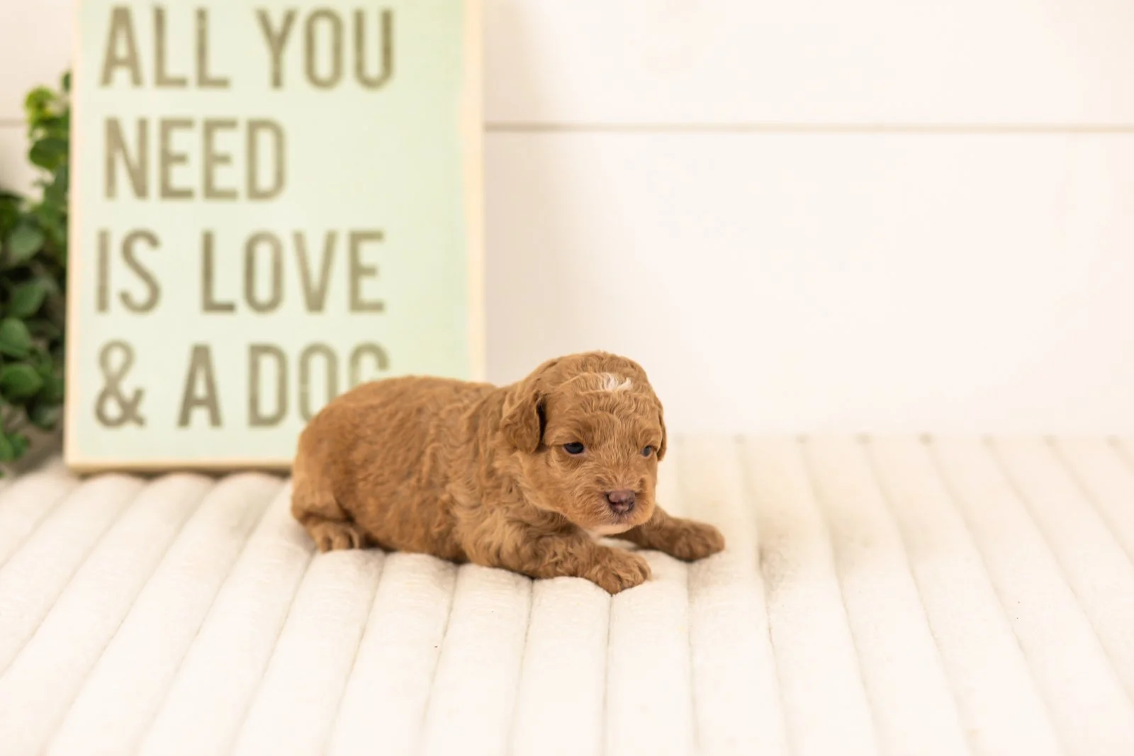 Oriole goldendoodle for sale(2).jpg