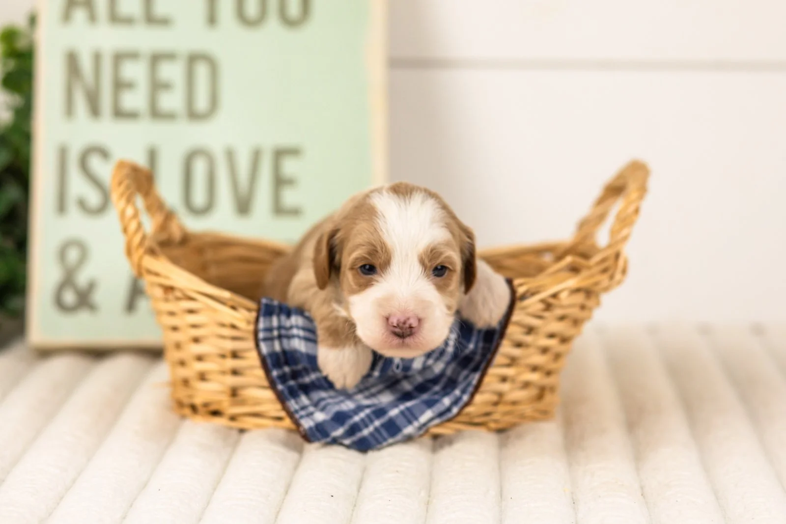 Sparrow goldendoodle for sale(1).jpg