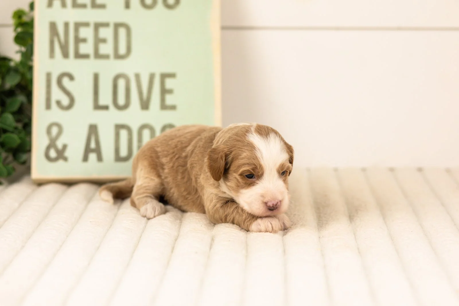 Sparrow goldendoodle for sale(2).jpg