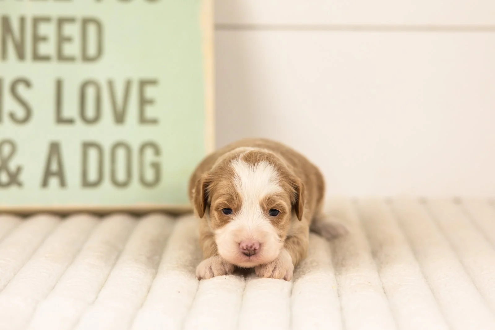 Sparrow goldendoodle for sale(3).jpg