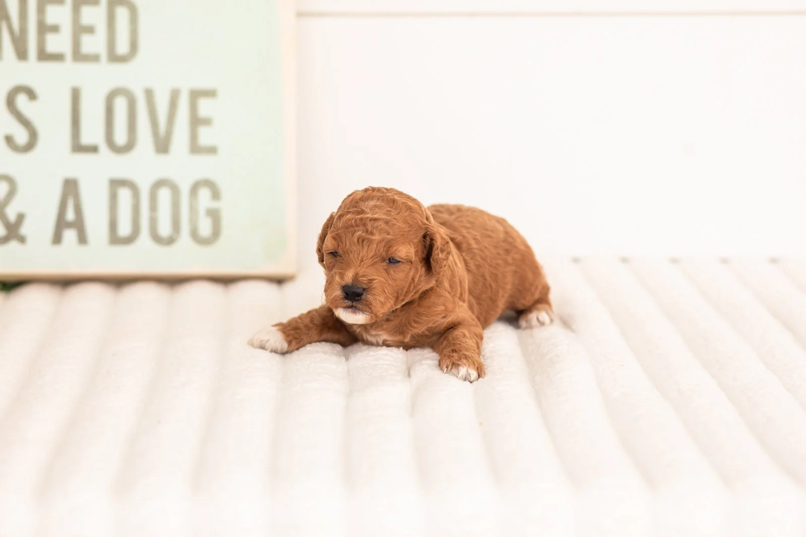 Chiffon goldendoodle for sale(1).jpg