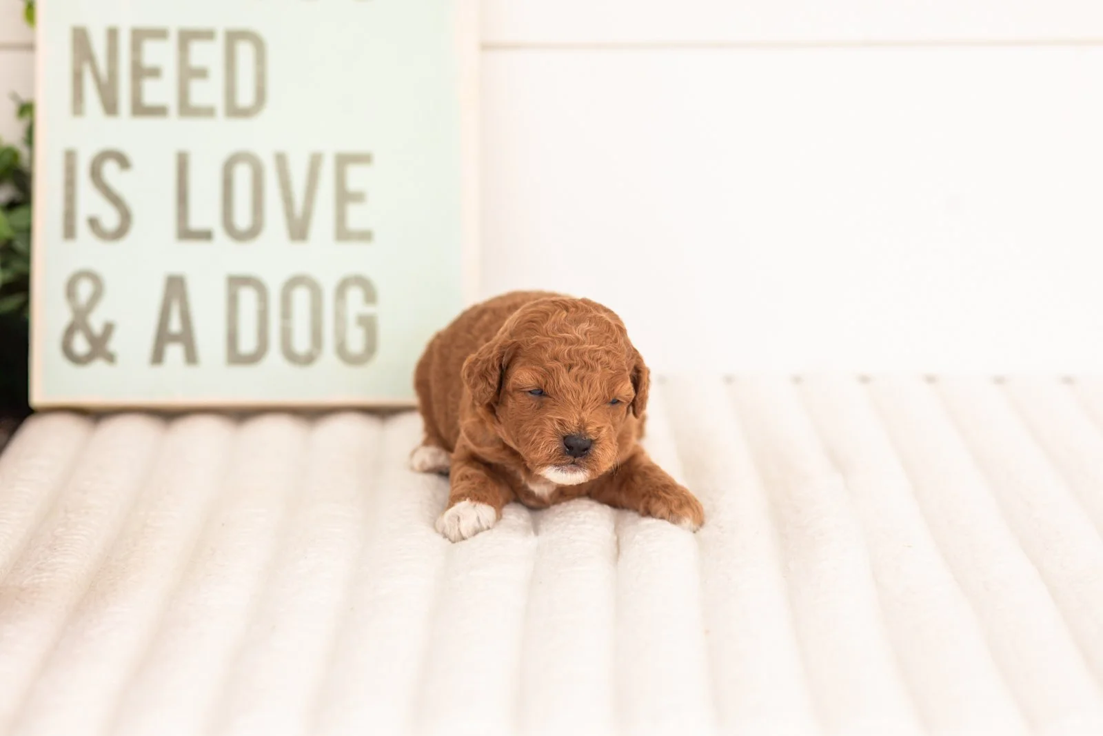 Chiffon goldendoodle for sale(2).jpg