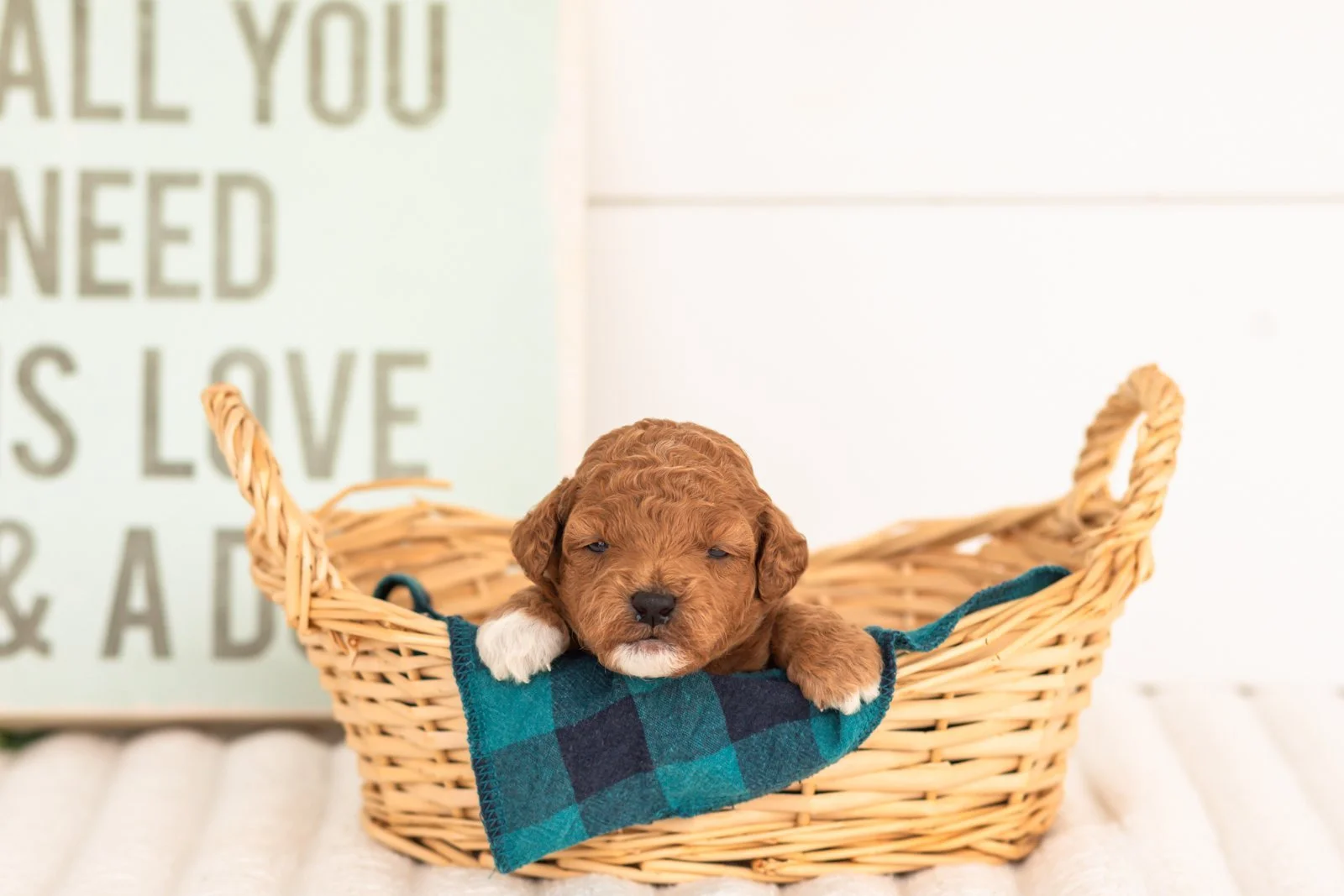 Chiffon goldendoodle for sale(3).jpg