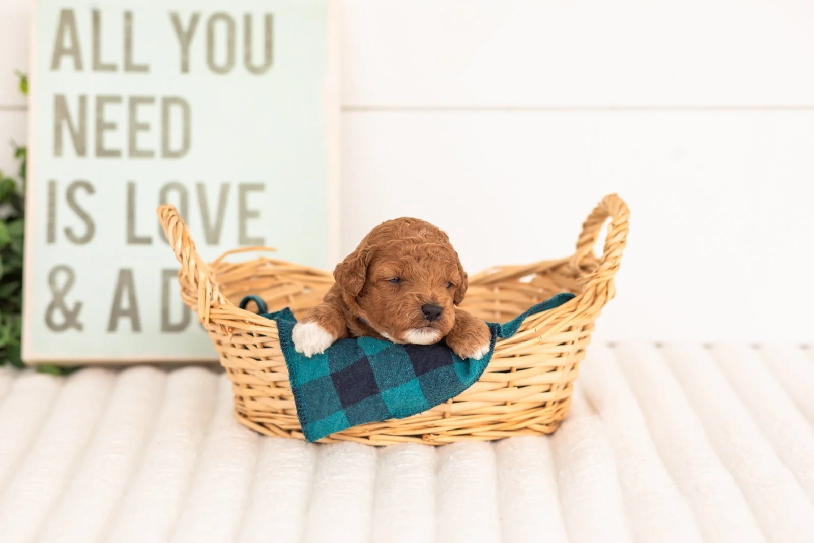 Chiffon goldendoodle for sale(4).jpg