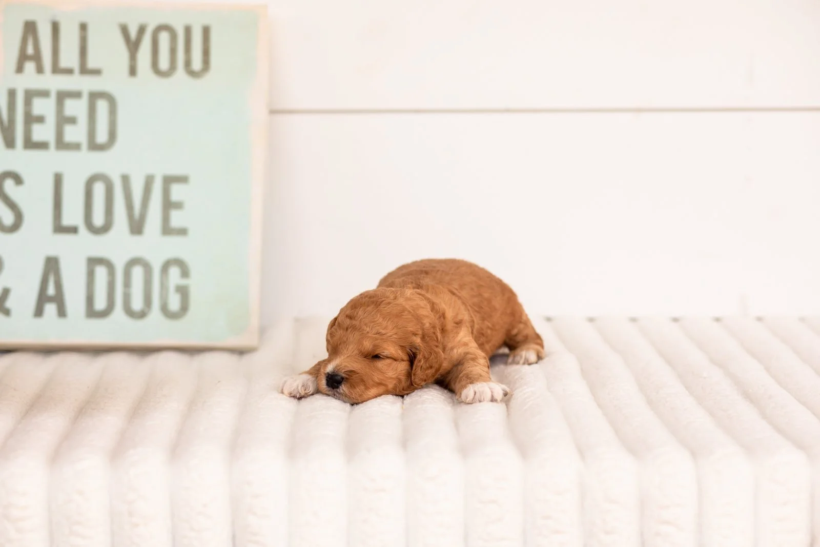 Denim goldendoodle for sale.jpg
