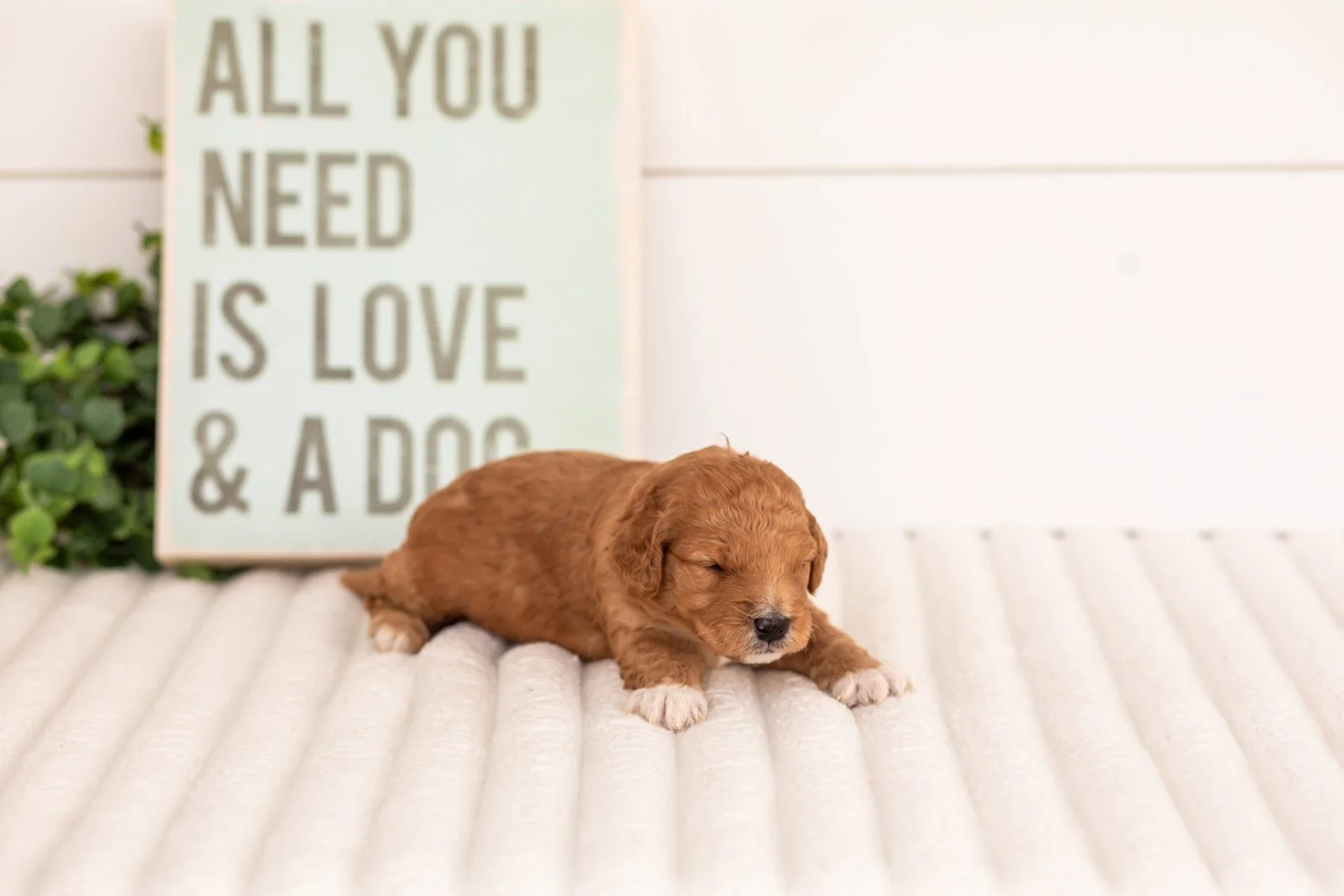 Denim goldendoodle for sale(1).jpg