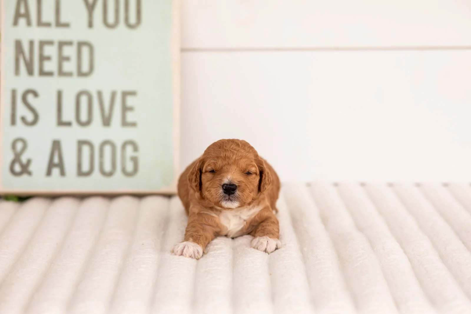 Denim goldendoodle for sale(2).jpg