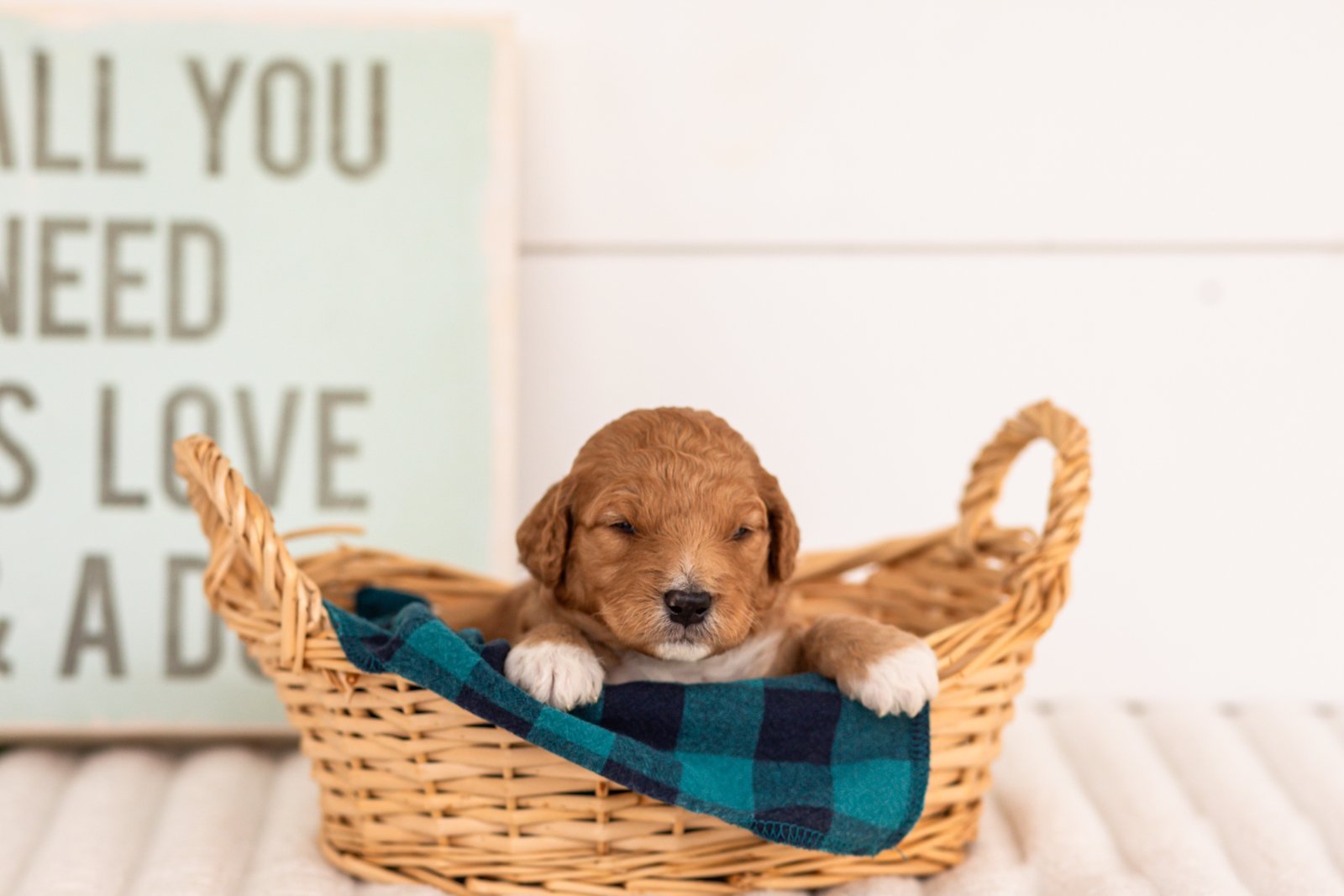 Denim goldendoodle for sale(3).jpg
