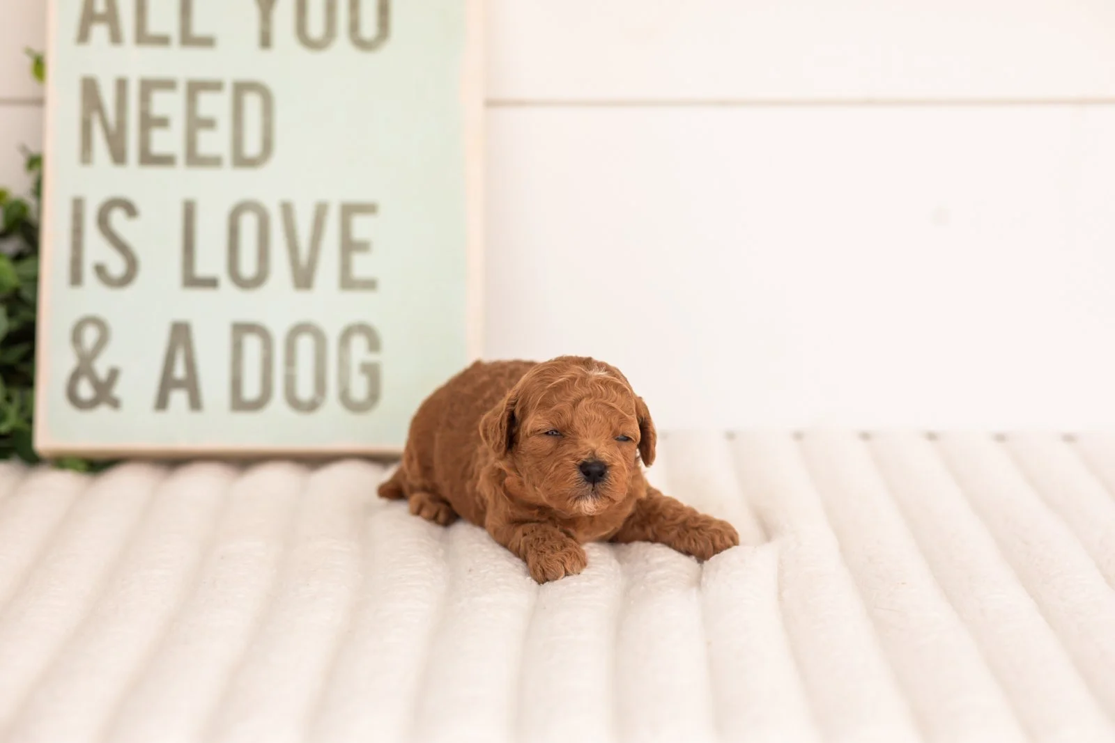 Flannel goldendoodle for sale(1).jpg