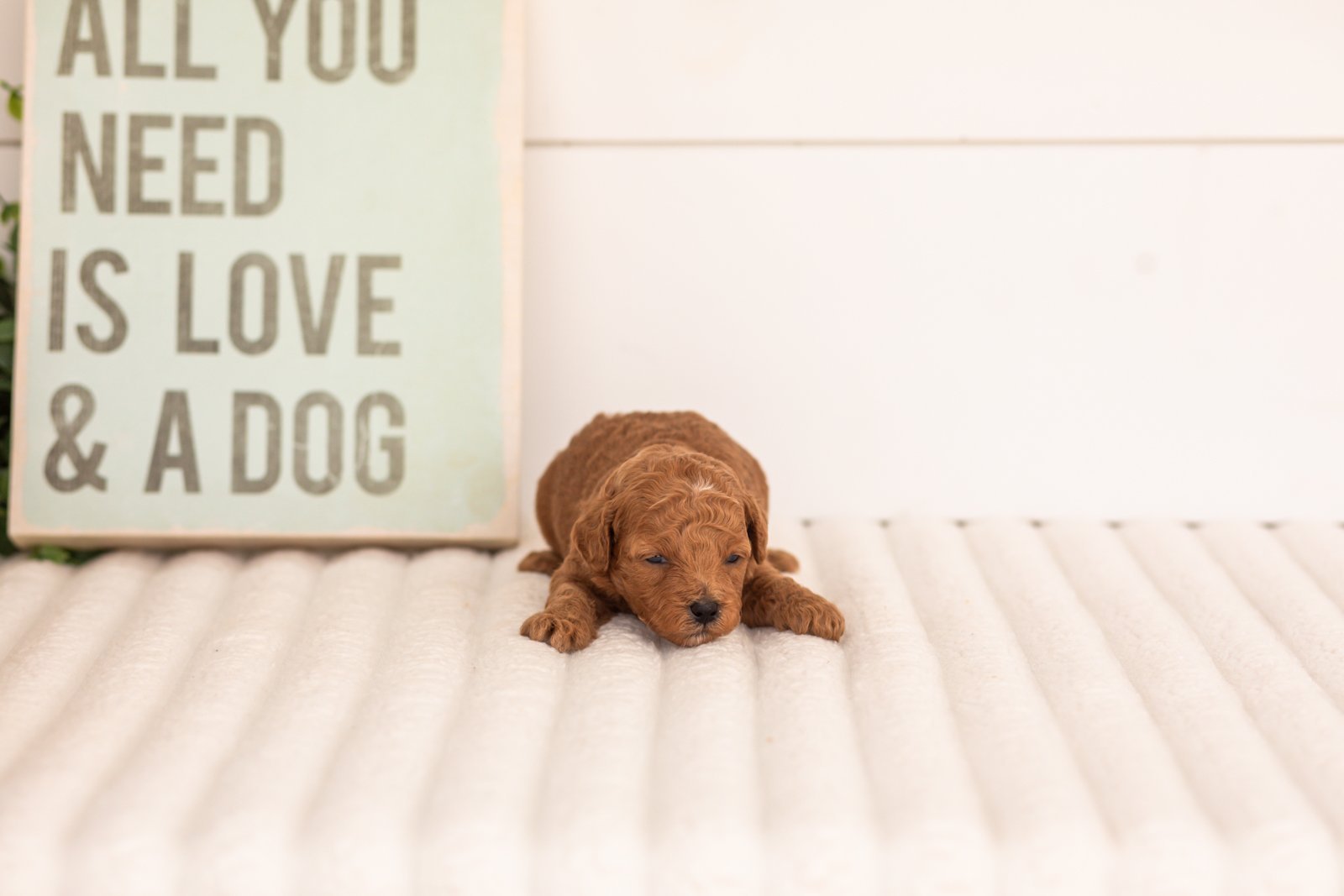 Flannel goldendoodle for sale(2).jpg
