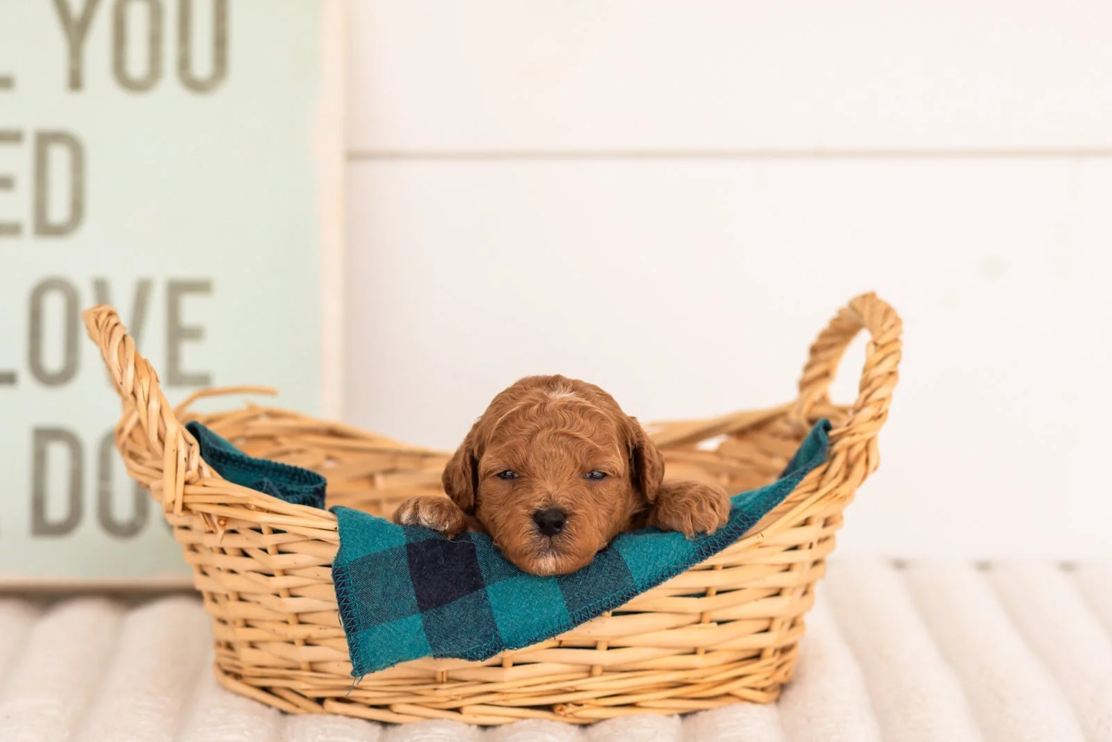 Flannel goldendoodle for sale(3).jpg