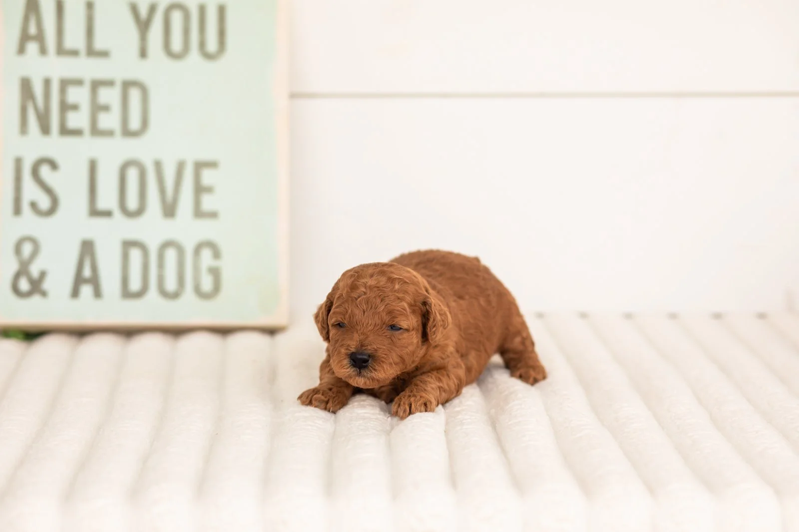 Fleece goldendoodle for sale.jpg
