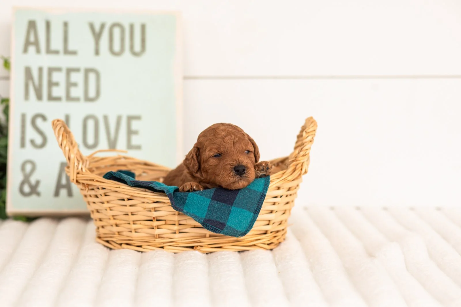 Fleece goldendoodle for sale(1).jpg