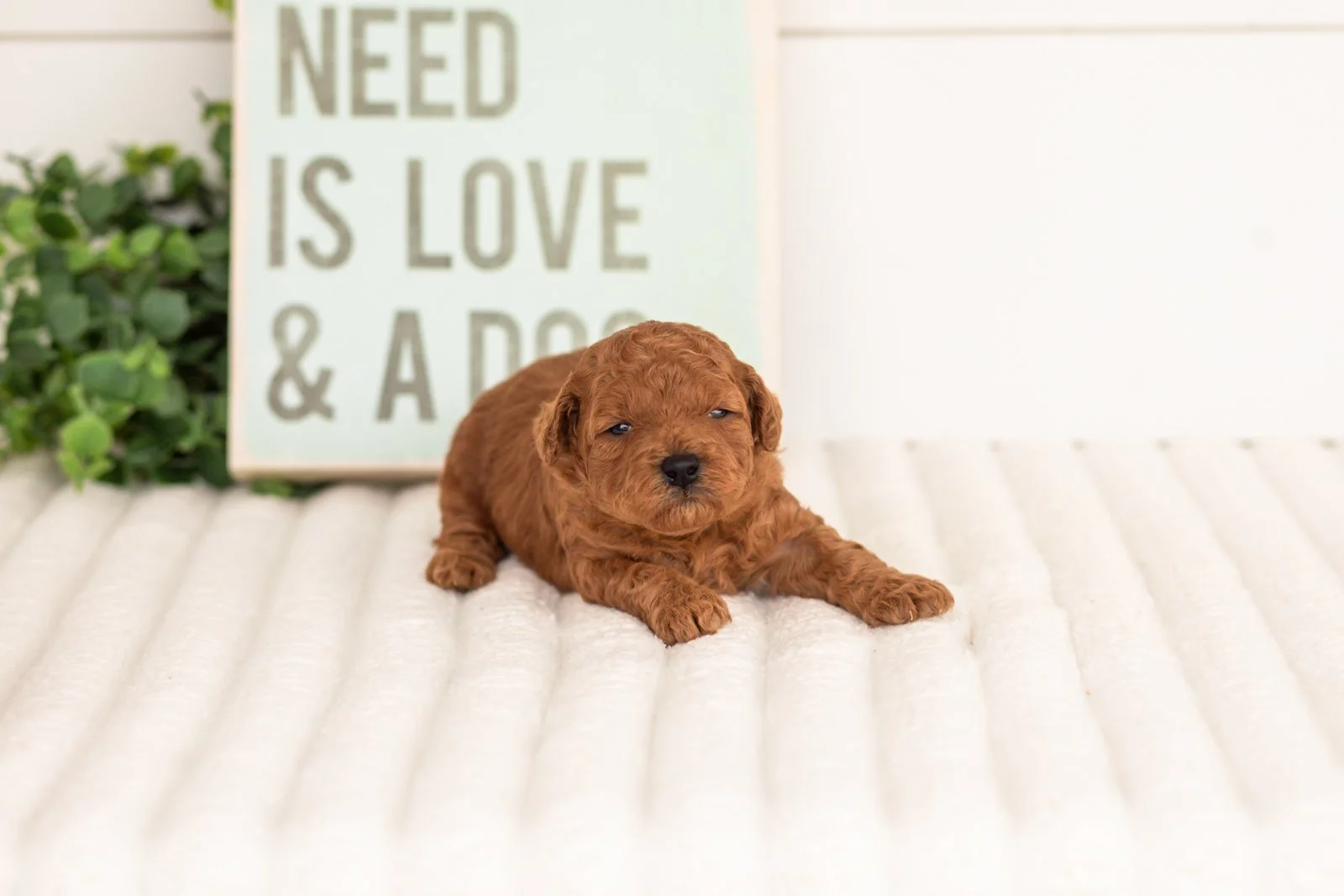 Fleece goldendoodle for sale(4).jpg