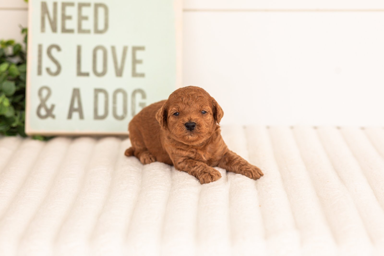 Lace goldendoodle for sale(1).jpg