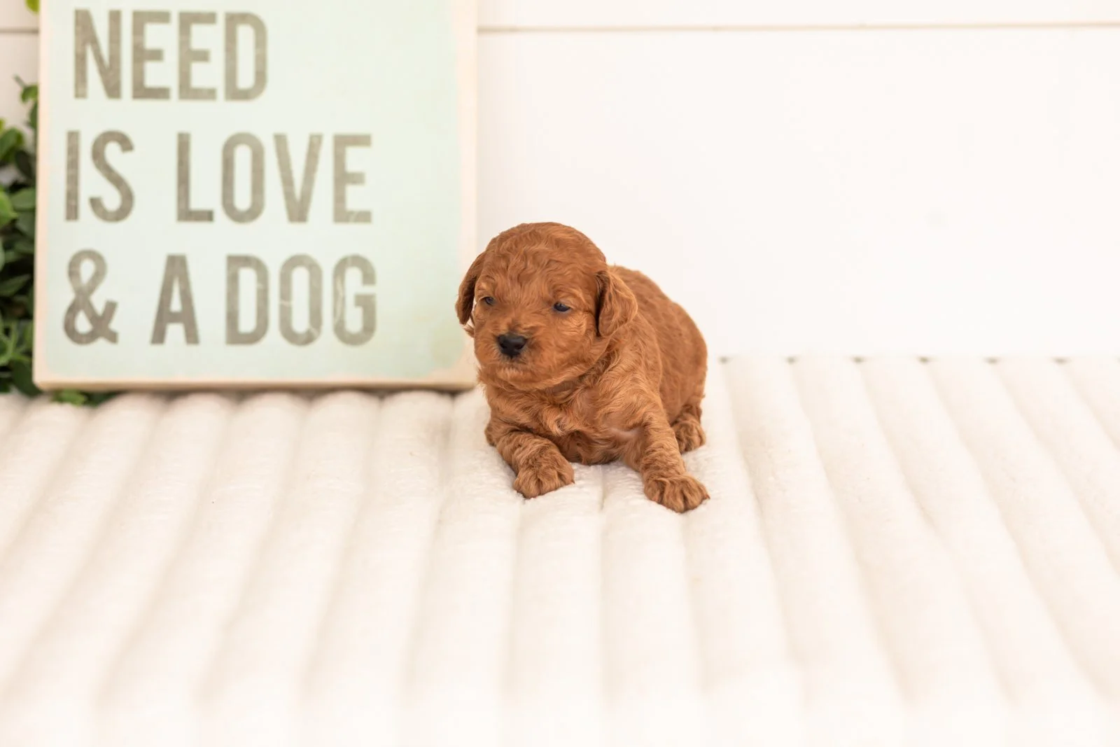 Lace goldendoodle for sale(2).jpg