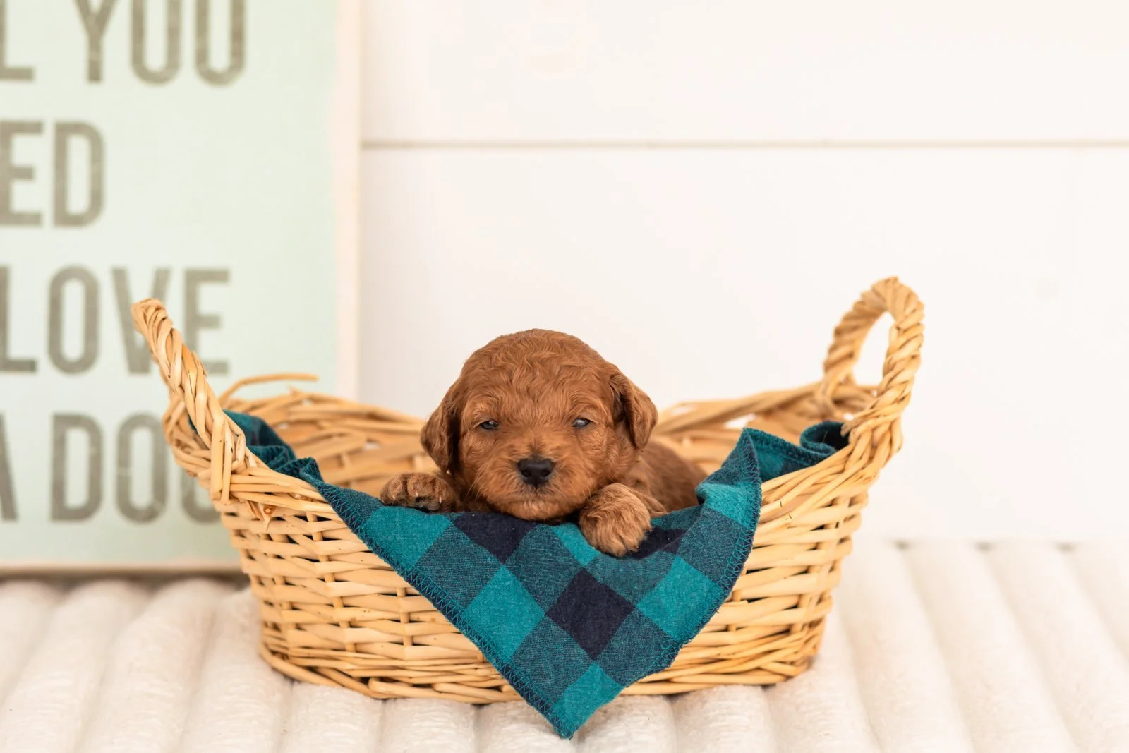 Lace goldendoodle for sale(3).jpg