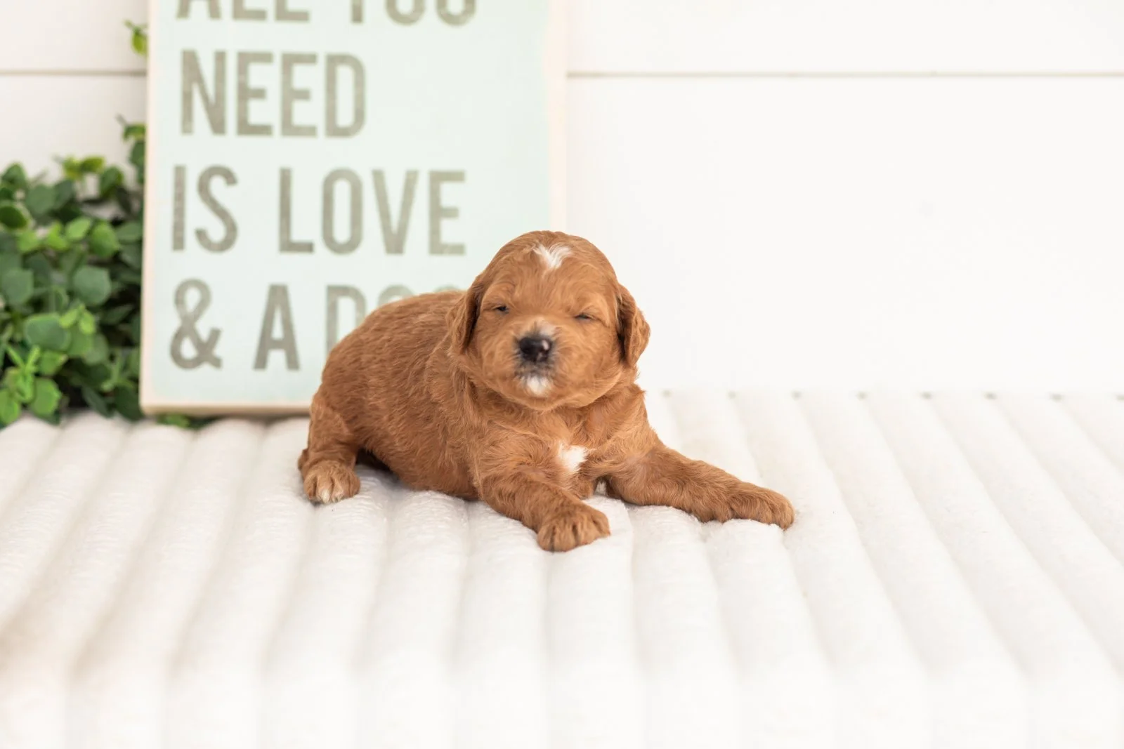 Satin goldendoodle for sale(1).jpg