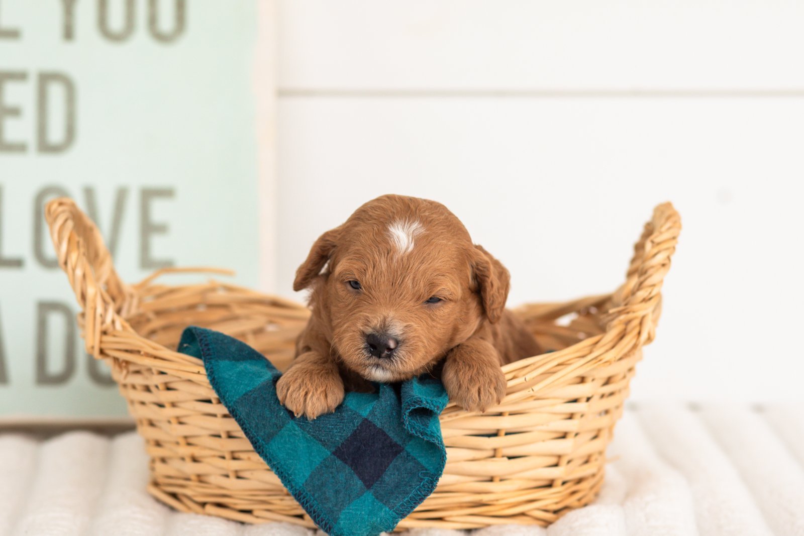 Satin goldendoodle for sale(3).jpg