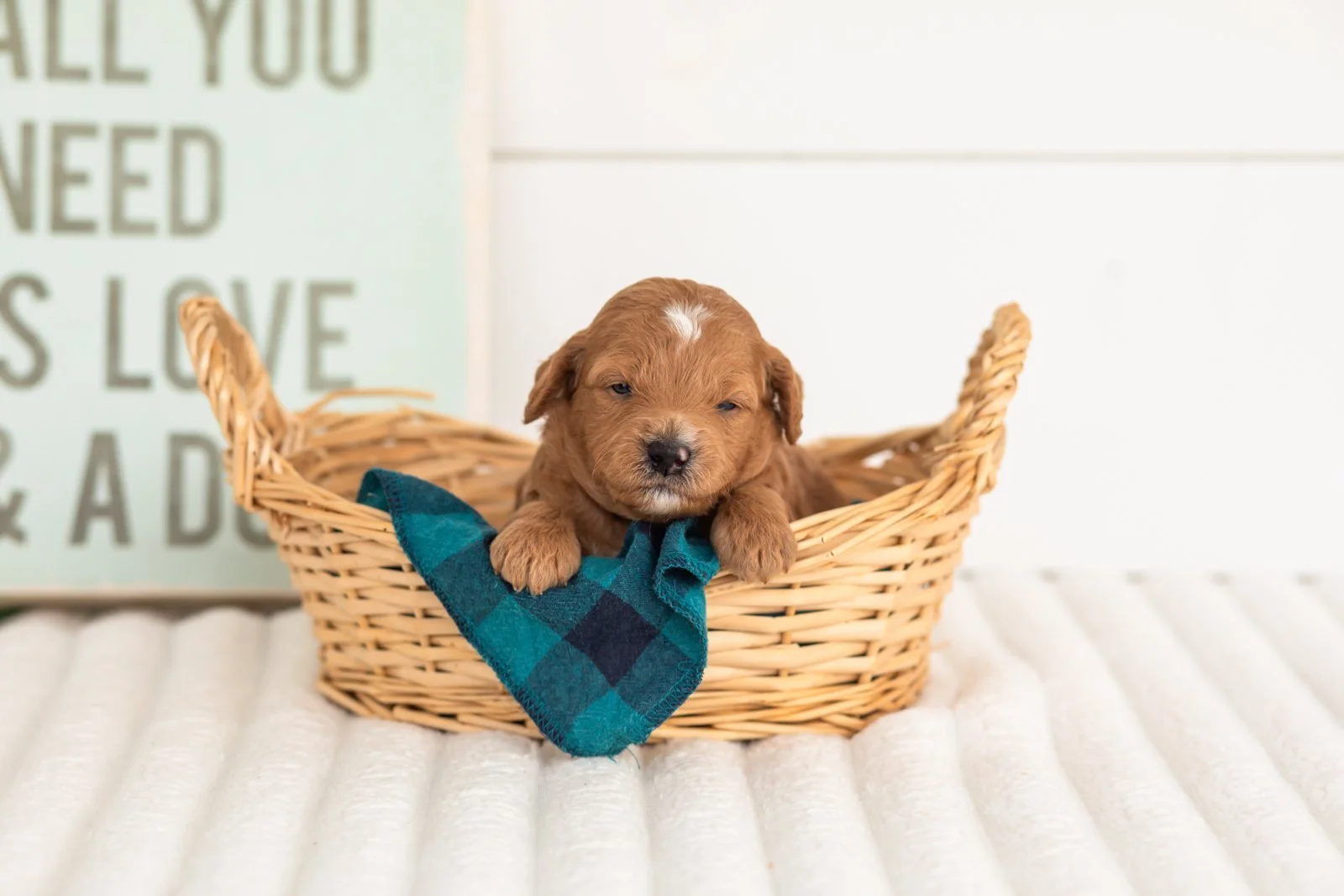 Satin goldendoodle for sale(4).jpg