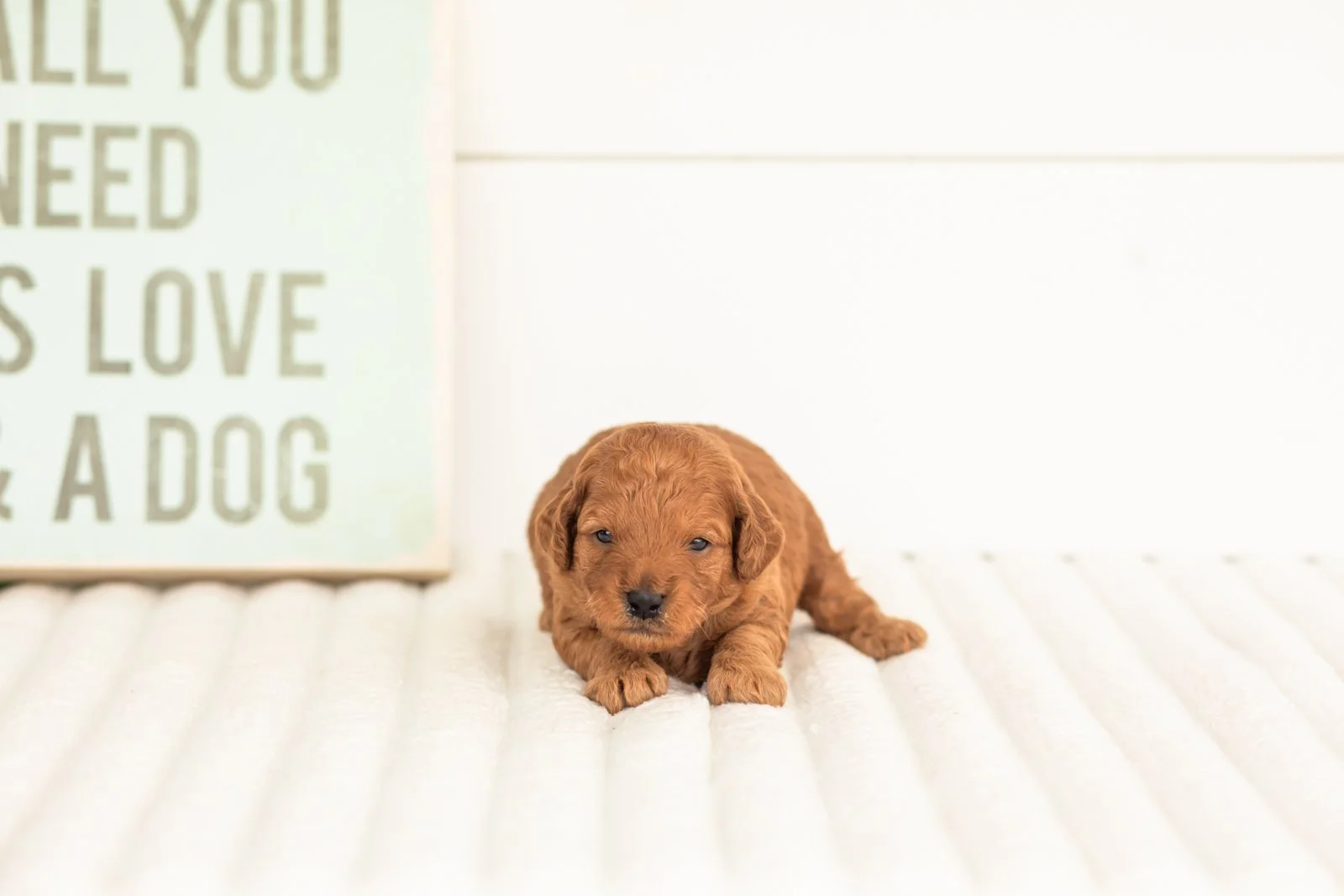 Tweed goldendoodle for sale(2).jpg