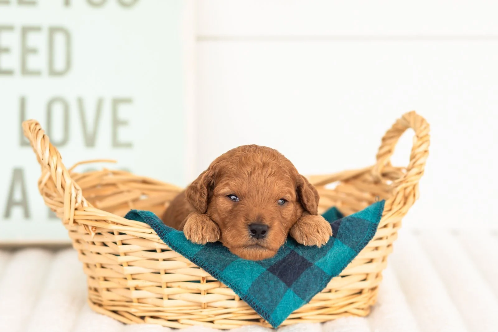 Tweed goldendoodle for sale(3).jpg