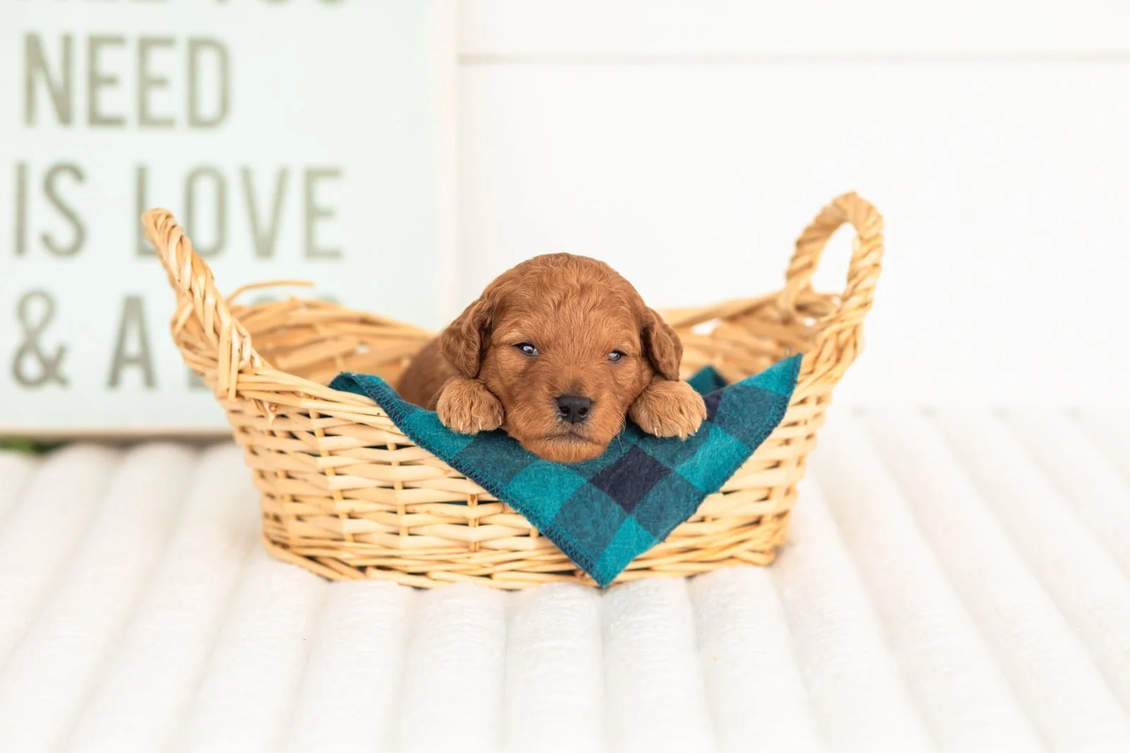 Tweed goldendoodle for sale(4).jpg