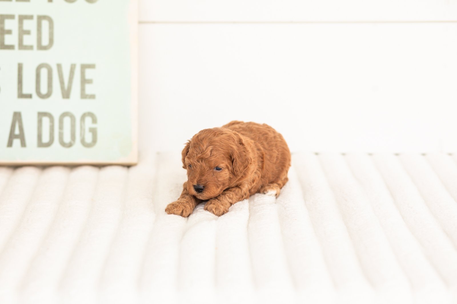 Velvet goldendoodle for sale.jpg