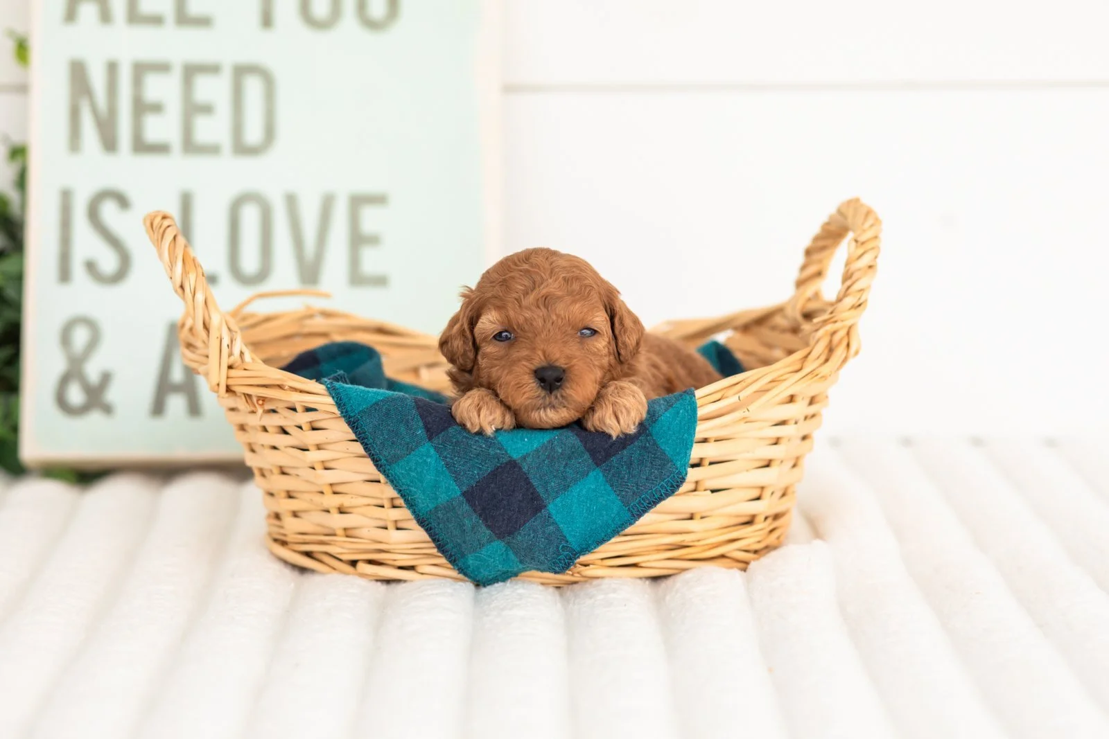 Velvet goldendoodle for sale(2).jpg