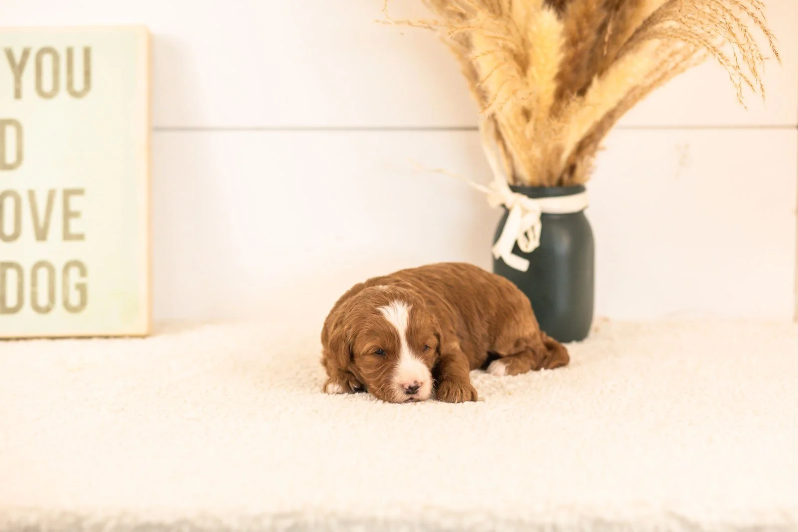 buttercup goldendoodle for sale.jpg