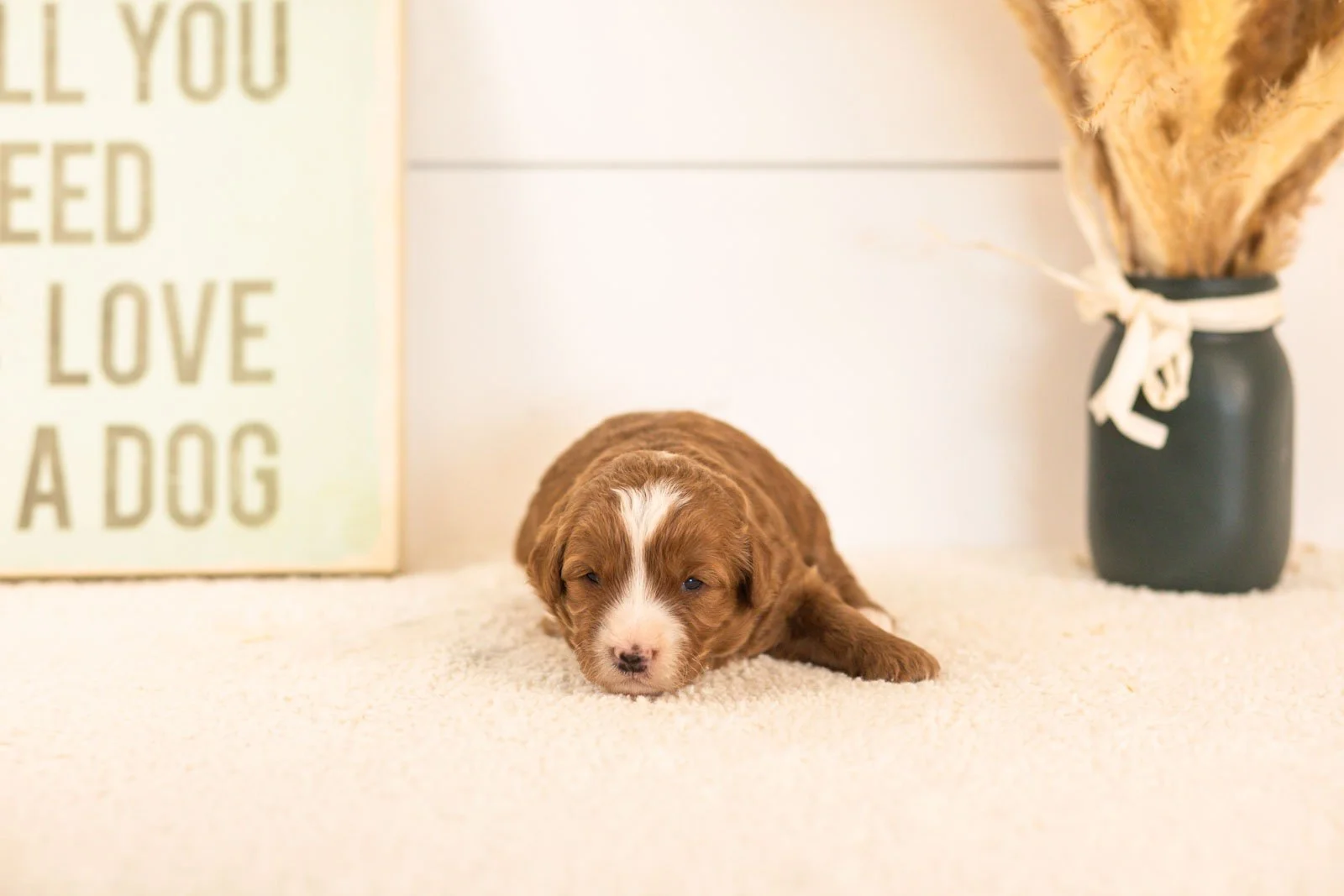 buttercup goldendoodle for sale(1).jpg