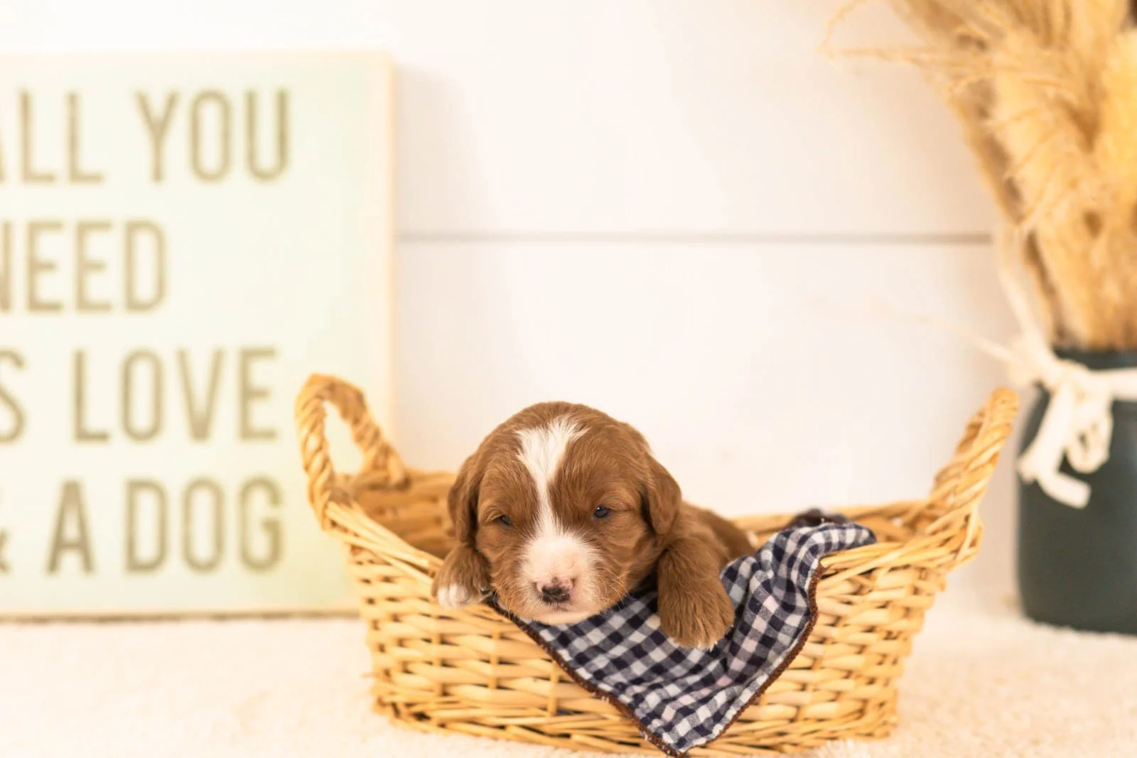 buttercup goldendoodle for sale(2).jpg