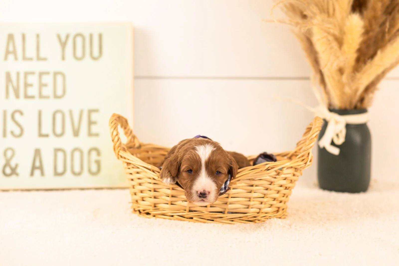 buttercup goldendoodle for sale(4).jpg