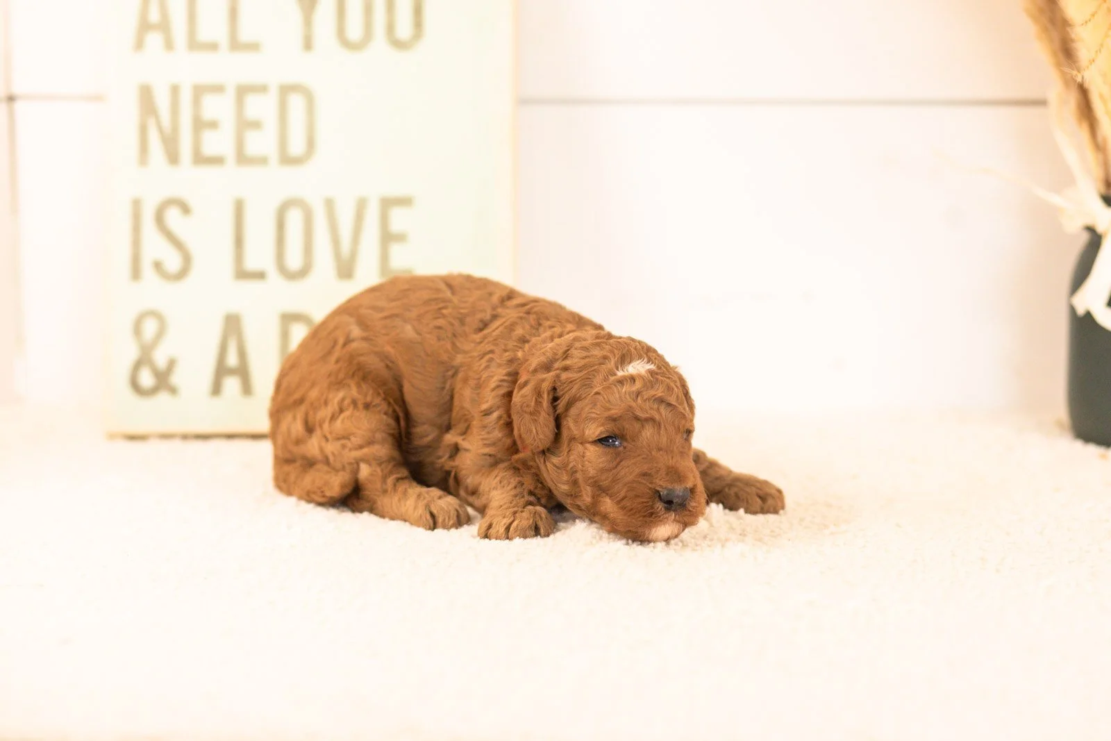 humperdinck goldendoodle for sale(1).jpg