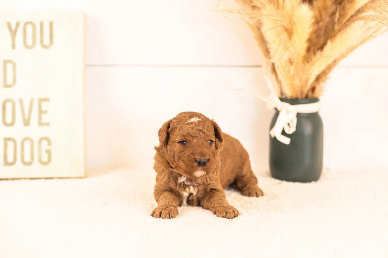 humperdinck goldendoodle for sale(2).jpg