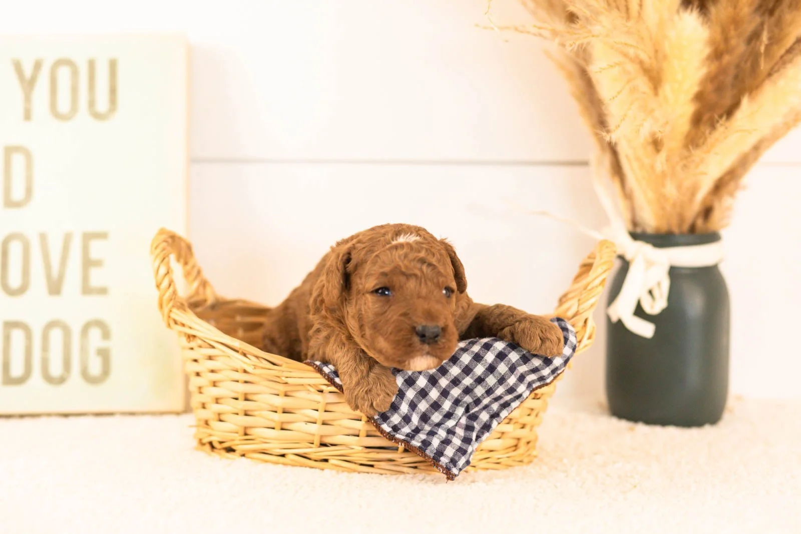 humperdinck goldendoodle for sale.jpg