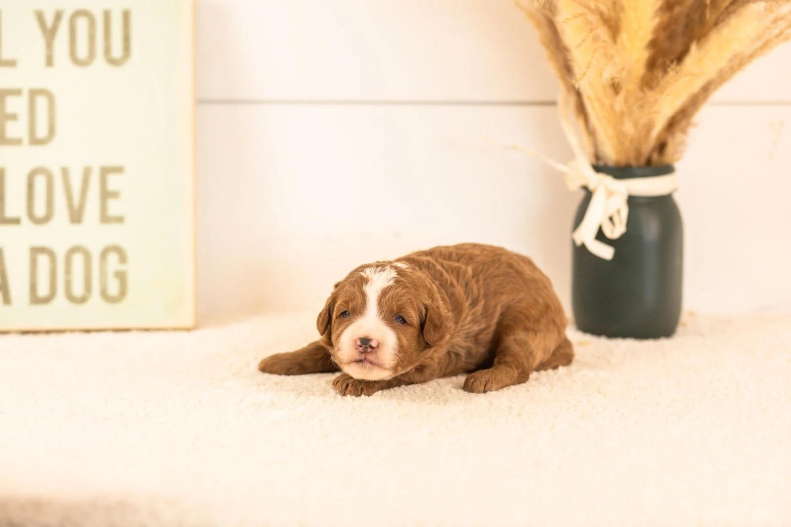 inigo goldendoodle for sale.jpg
