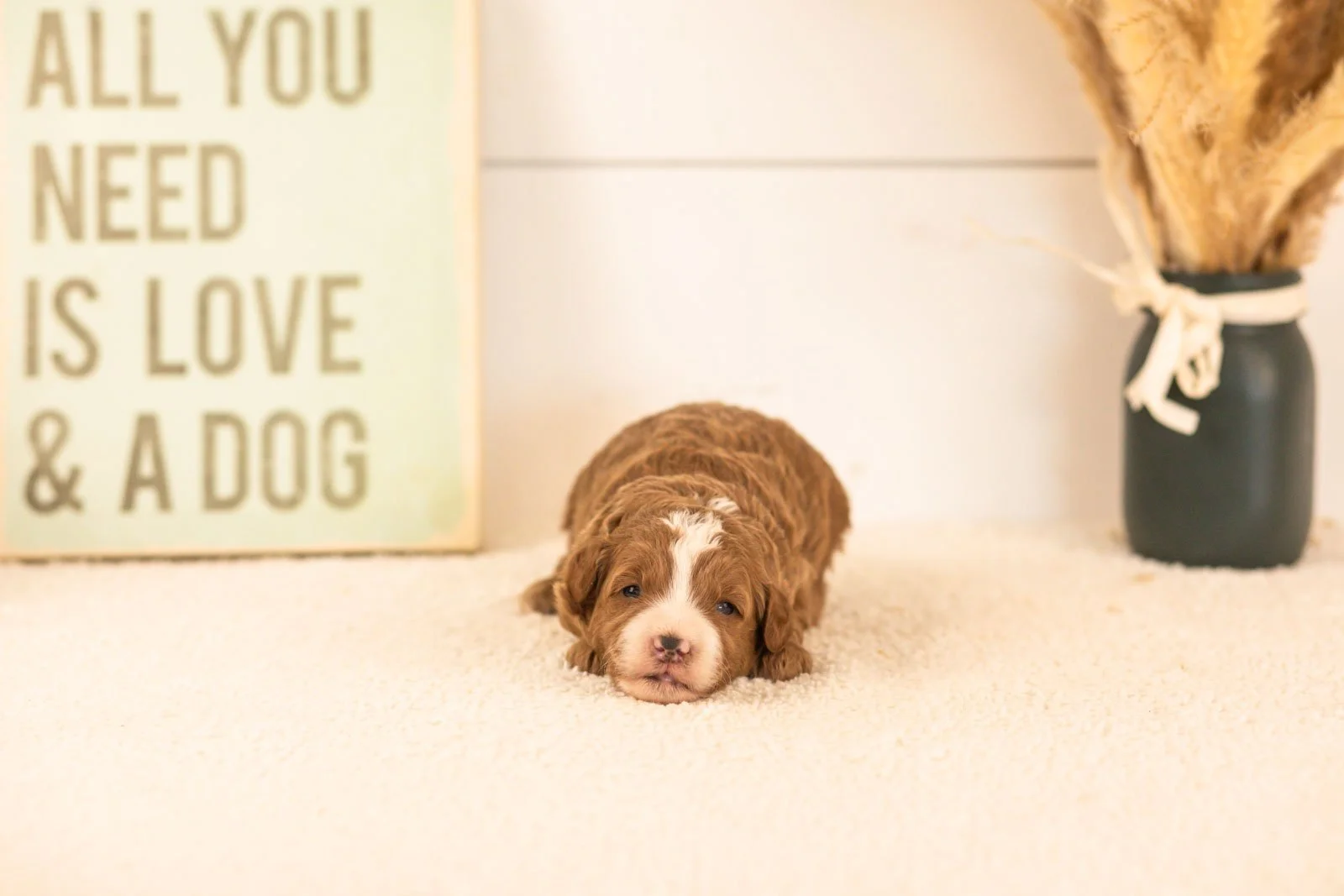 inigo goldendoodle for sale(1).jpg